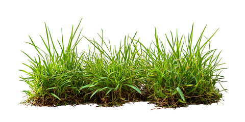 green grass isolated on white
