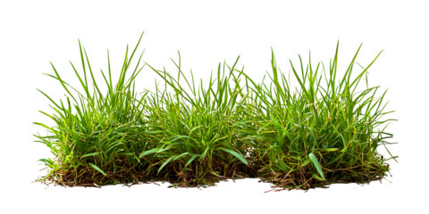 green grass isolated on white
