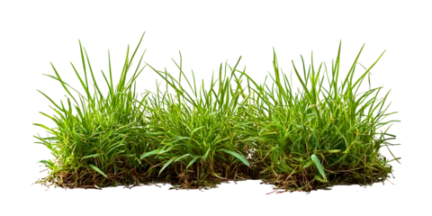 Crédence de cuisine en verre imprimé green grass isolated on white