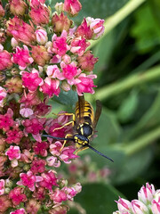 Detailed Wasp Feeding on Vibrant Pink Blossoms - Macro Shot