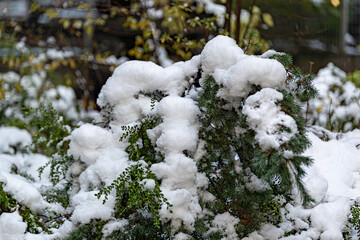 snow on the trees
