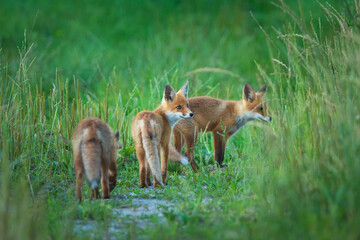 Baby foxes standing in the grass