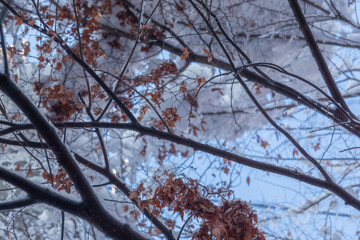 the sky, the snow, and the leaves