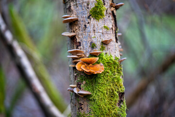 This photo shows a close-up of a cluster of orange mushrooms growing on a moss-covered tree trunk.