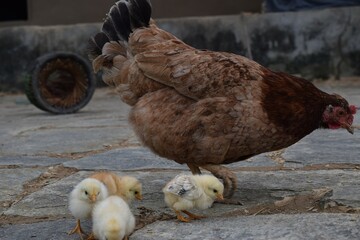Hen and her chicks in Nepal