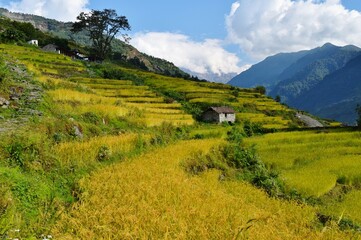 Naklejka premium Beautiful rice fields on the hillside in Nepal