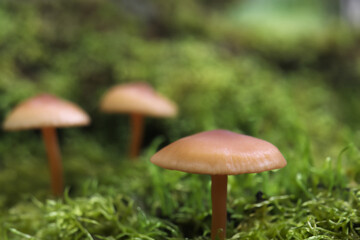 Two mushrooms are sitting on top of some green grass. Green vegetables in a rough forest. Vegetable rough green forest grass moss brown mushroom. Moss and mushrooms in a forest lifestyle with grass.
