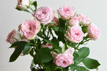 ピンクのスプレーばら