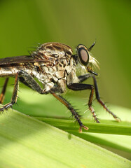 Close up of Body and head of robberfly
