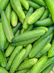 Fresh cucumber fruit after harvest in the garden.