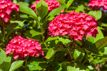 blühende Hortensie (Hydrangea), Deutschland