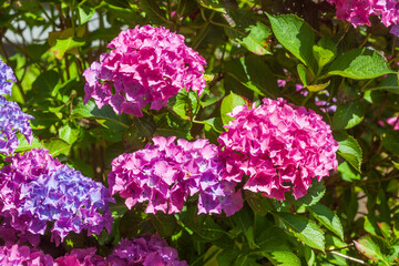blühende Hortensie (Hydrangea), Deutschland