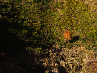 The first autumn with red leaves tree on the green grass background on the hill, outdoor landscape. Contrast color between red and green with nature backgrounds.