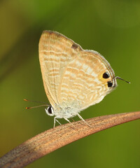 Pea Blue or long-tailed blue butterfly (lampides boeticus)