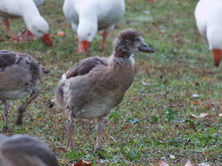 goose, egyptian, young, bird, fauna, grass, animal, nature, morn