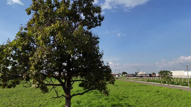 luiz eduardo magalhaes, bahia, brazil - november 30, 2024: pequi tree - Caryocar brasilense - seen in the western region of Bahia.