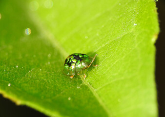 Tortoise beetle on green leaf