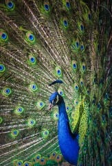 Fototapeta premium Radiant elegance