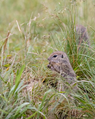 Ground squirrel colony (Syslovisko Biele vody), National park Muranska Planina, Slovakia