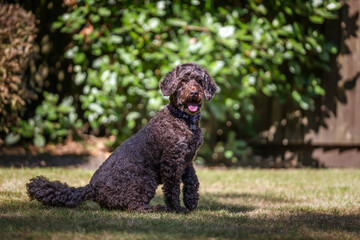 Brown cockapoo sitting and posing in her garden