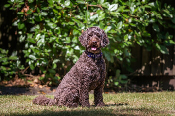 Brown cockapoo sitting and posing in her garden