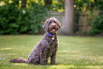 Brown cockapoo sitting and posing in her garden
