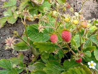 Wild strawberry, ripe in the sun with flower and leaves