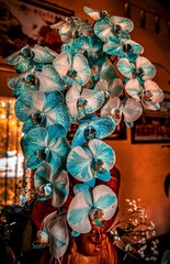 Naklejka premium Blue orchids close-up