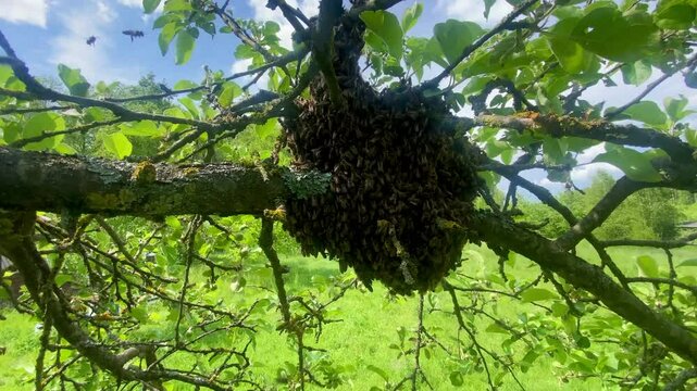Bee farm, swarm of wild bees on a tree branch. Bee swarming, beekeeping. Honey bees flying out of a hive in a huge swarm in spring. The concept of beekeeping and honey production.