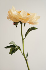Fototapeta premium Yellow Peony Flower on Long Green Stem Against Neutral Background. Elegant Floral Display in Nature, Garden, and Botanical Themes