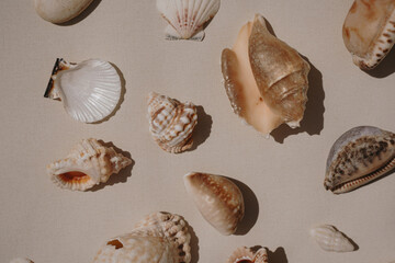 Coastal Shell Collection on Neutral Background. Marine Inspiration and Natural Decor