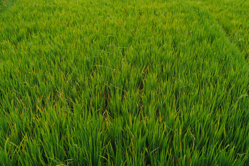 A close-up view of a rice field with green grass