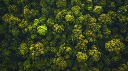 Naklejka premium Aerial View of Lush Green Forest Canopy