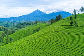 Obraz premium Eco-friendly isometric drone farming in the agricultural sector, featuring modern graphics for precision farming.