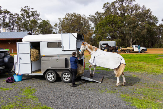 Pinto horse with blanket on being loaded in the horse float trailer
