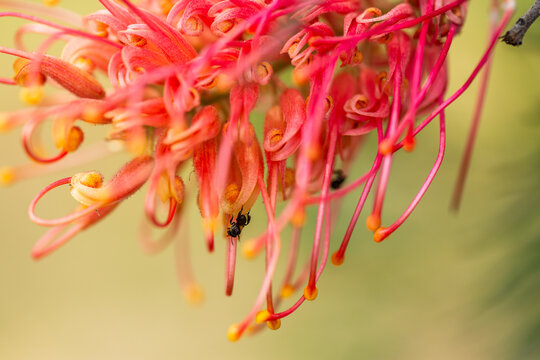 Tiny stingless native australian bee on grevillea flower