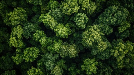 Fototapeta premium Aerial View of Lush Green Forest Canopy