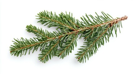Christmas tree branch isolated on white background