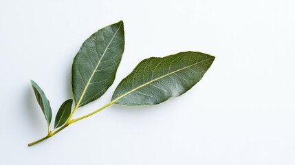 Bay leaf isolated on white background
