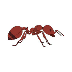 kids drawing ant cartoon isolateds