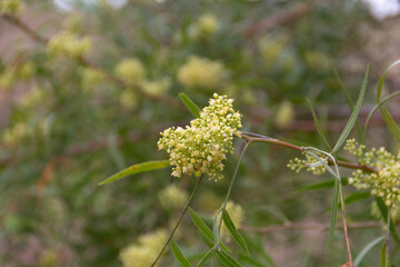 Close up of aguaribay flowers in spring