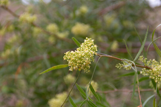 Close up of aguaribay flowers in spring