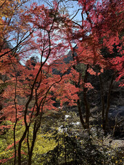 山梨県の昇仙峡の紅葉（japan）