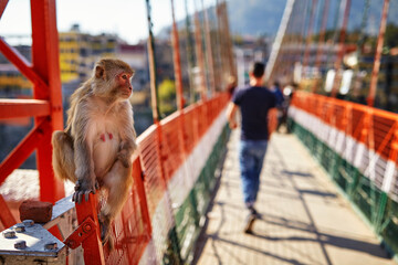 A curious monkey on the iconic Lakshman Jhula bridge in Rishikesh, India, symbolizing the coexistence of nature and urban life in this spiritual destination.