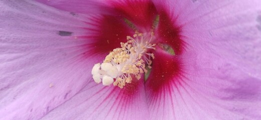hibiskusblüte © Hubert