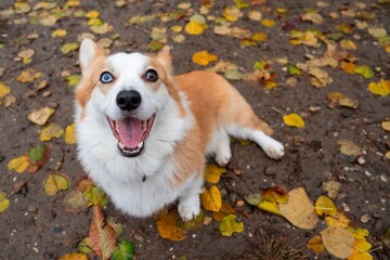 Corgi dog with open mouth yawns