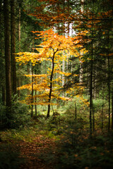 Fototapeta premium Im Wald