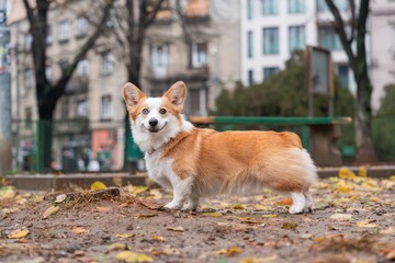 Joyful dog on a walk in autumn. Corgi dog smiles.