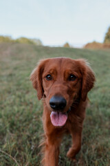 portrait of a dog