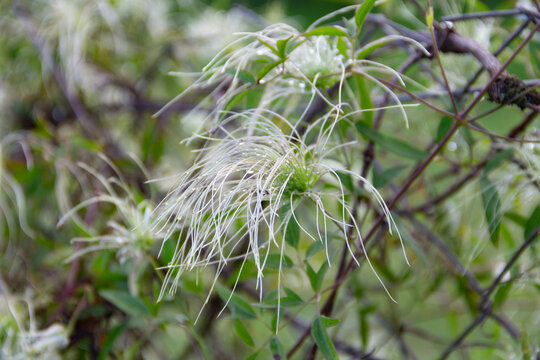 Close-up view of the fruit of the old man's beard vine native to South America